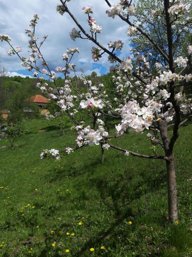 Willa Casa La Casiru Straja  Zewnętrze zdjęcie